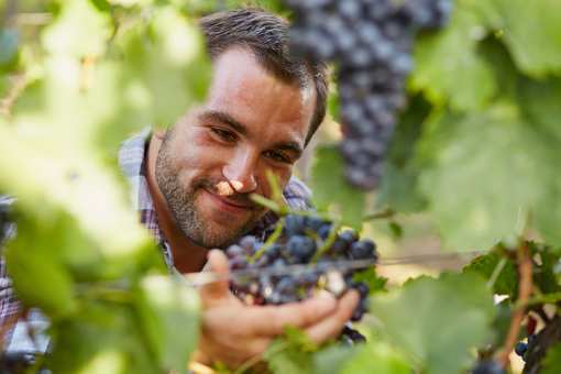 10 Best Wineries and Vineyards in South Carolina!